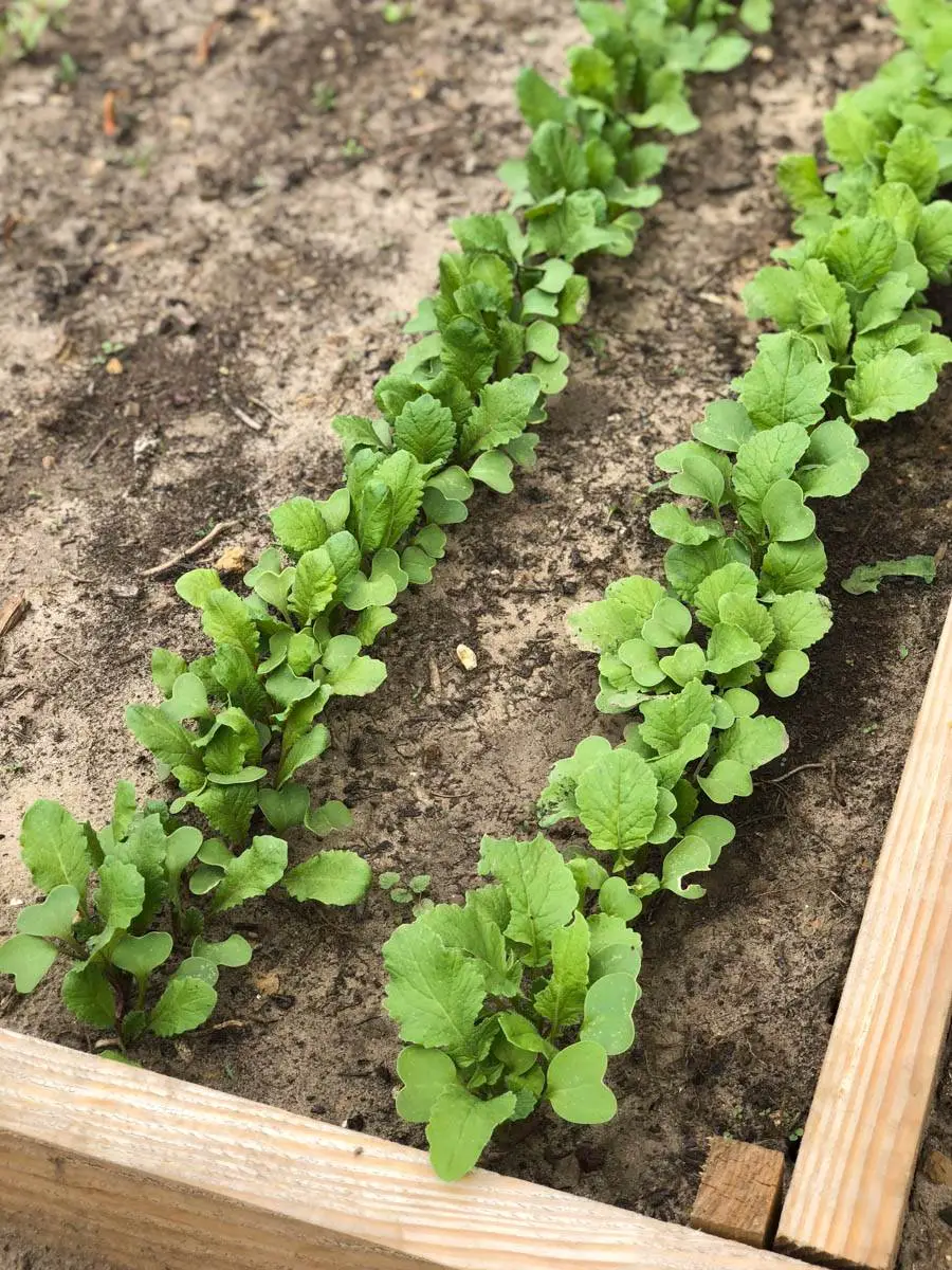 preparer le potager au printemps radis