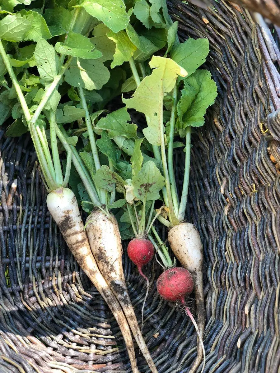 preparer le potager au printemps une bonne maison-07