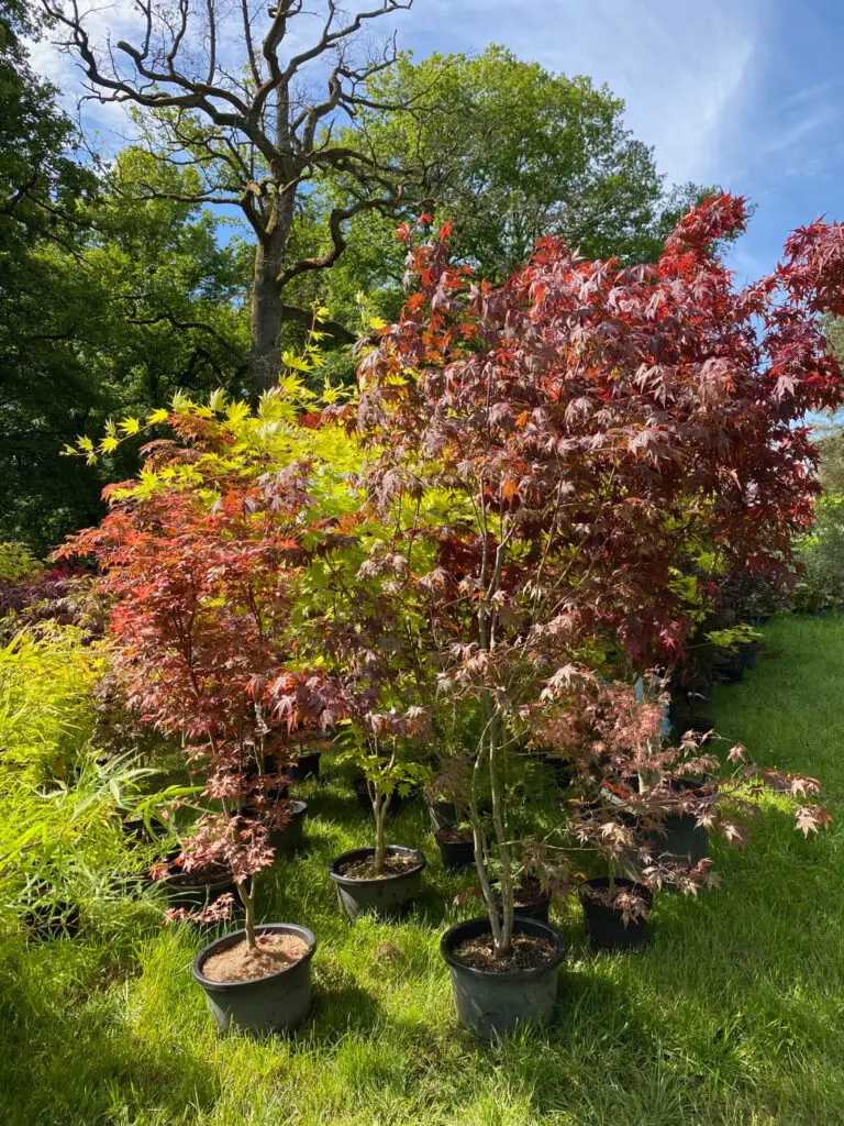 fete des plantes saint jean de beauregard printemps 2021 érables