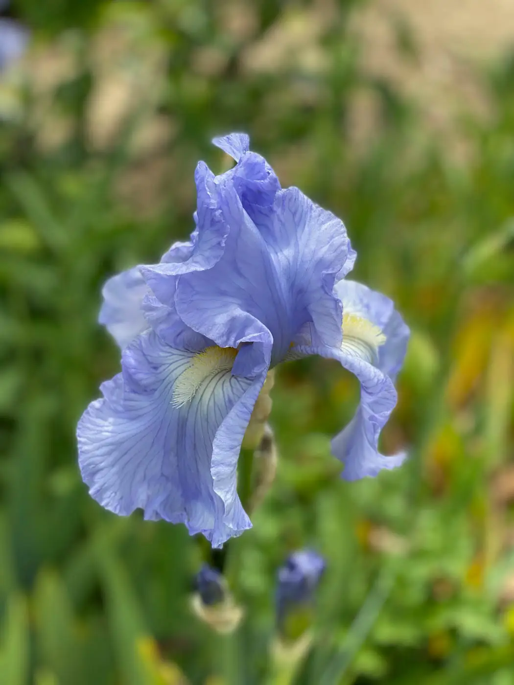 fete des plantes saint jean de beauregard printemps 2021 iris