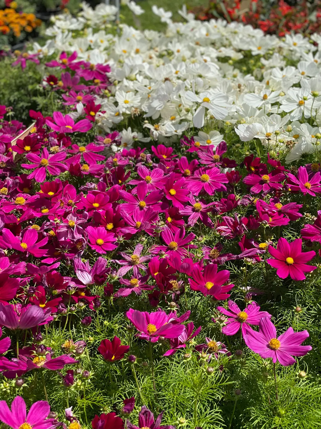 journées de la rose domaine de chaalis-17