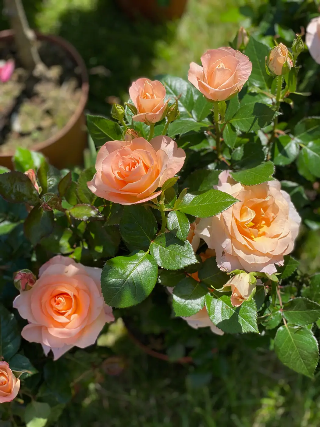 journées de la rose domaine de chaalis-27