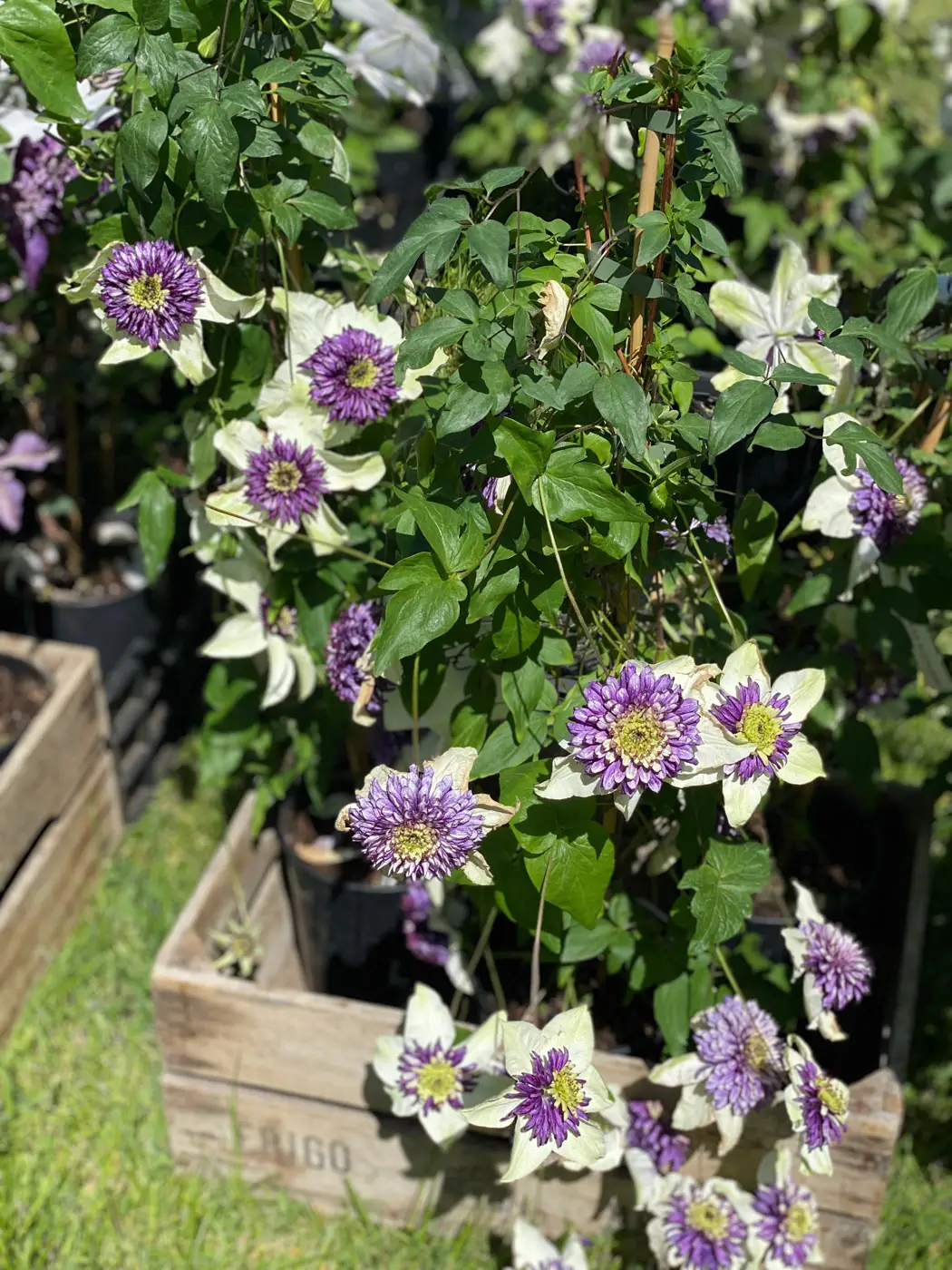 journées de la rose domaine de chaalis-28