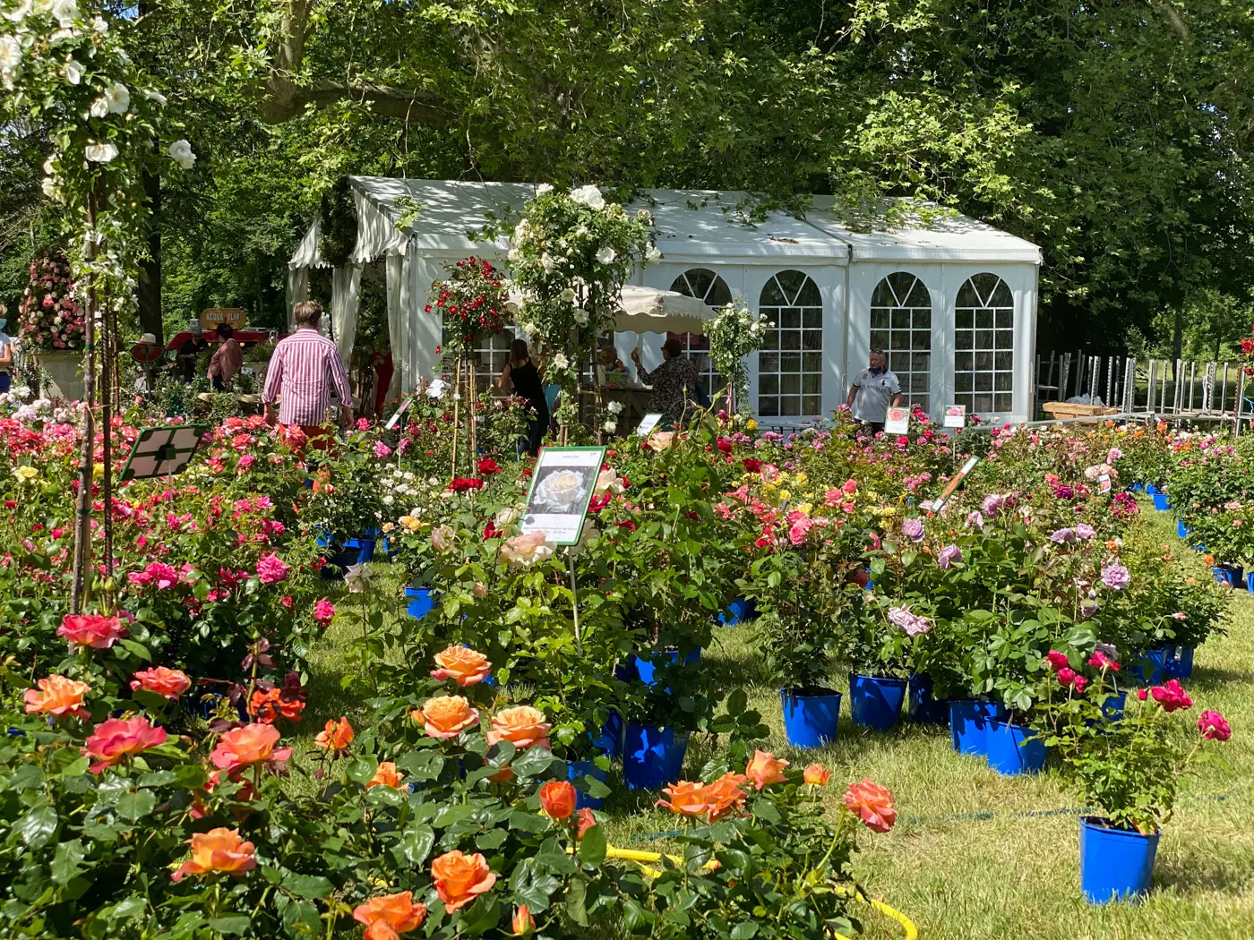 journées de la rose domaine de chaalis-63