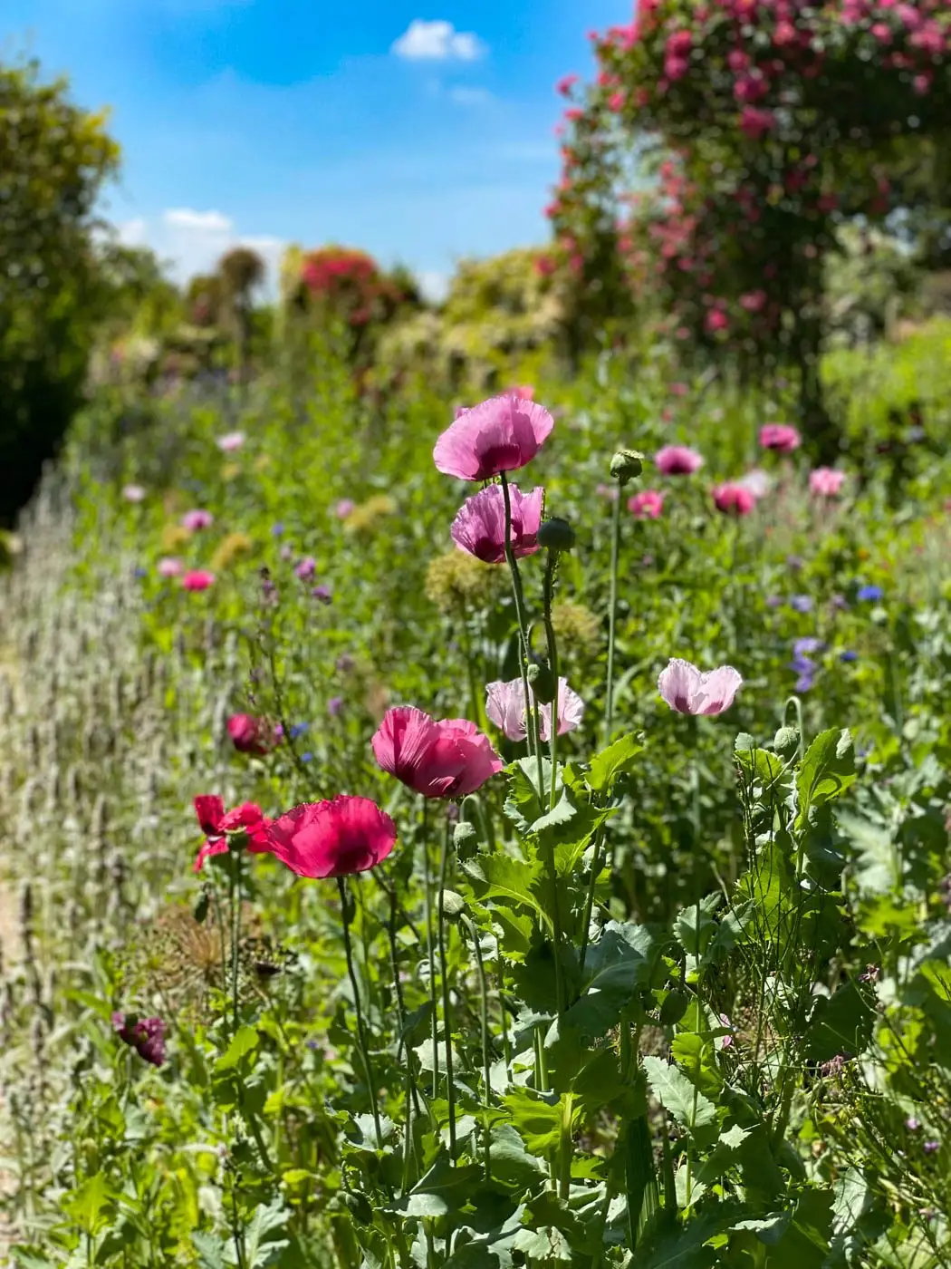 Jardins de Claude Monet Giverny-033
