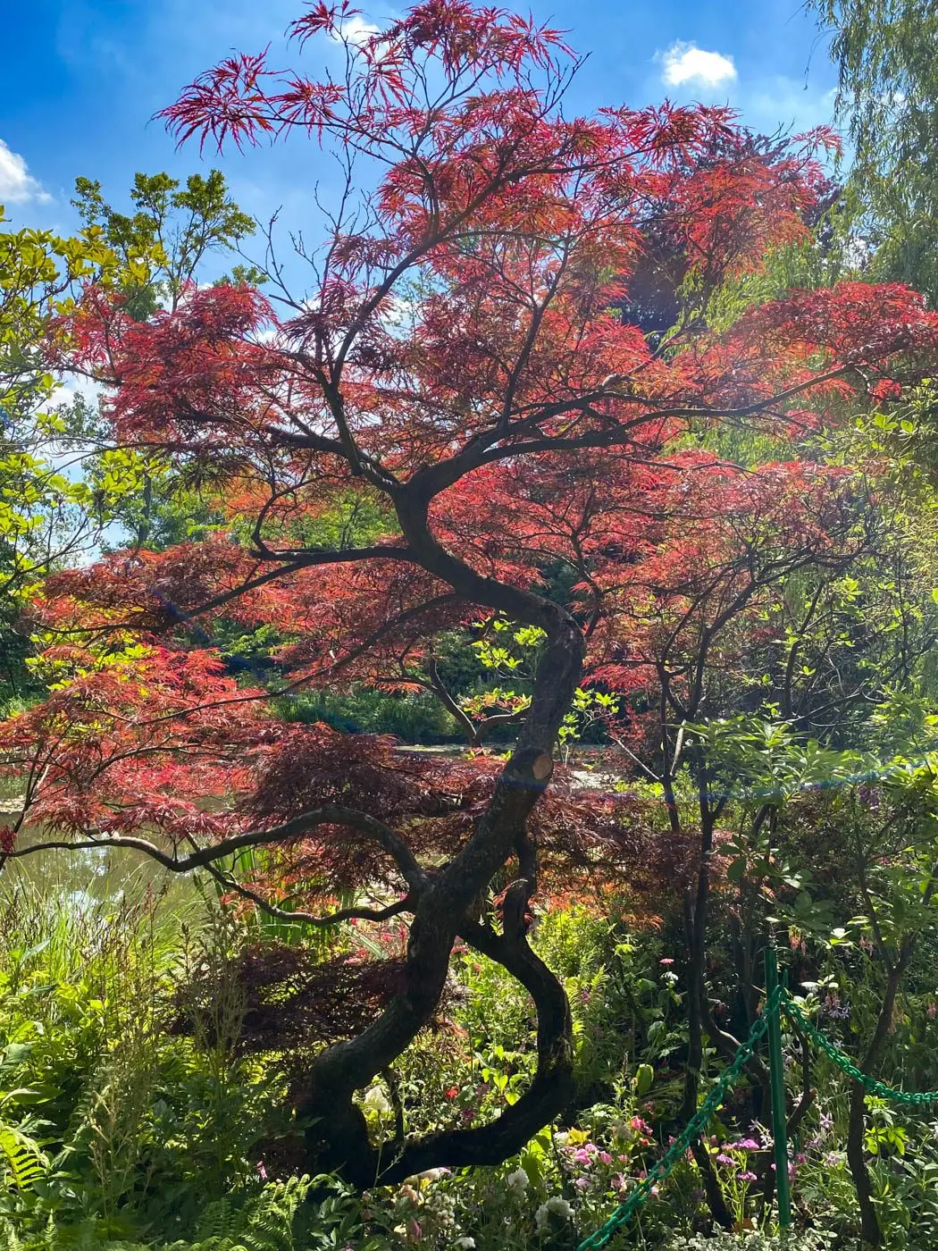 Jardins de Claude Monet Giverny-087