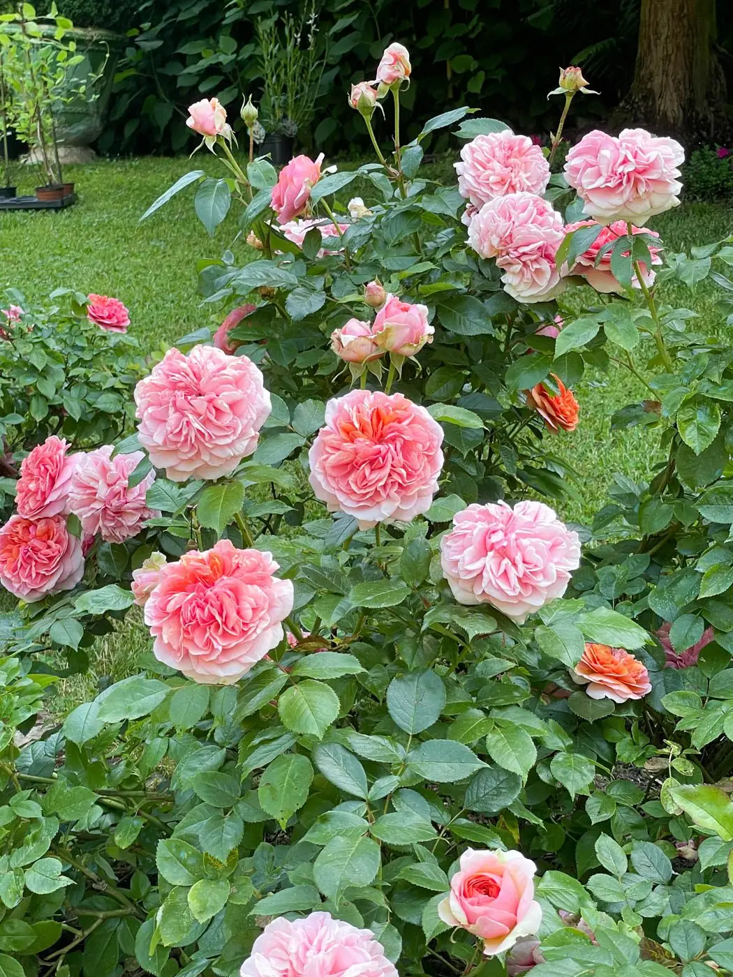 gerberoy jardin henri le sidaner-004