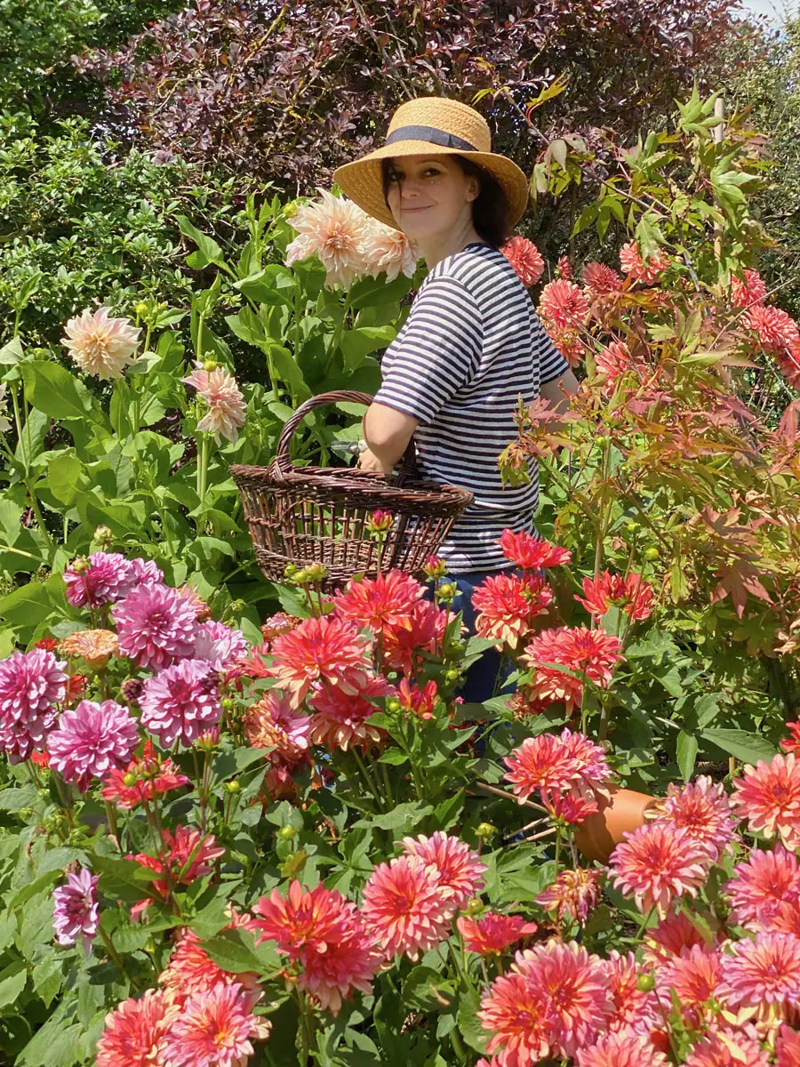dahlias jardin garden French country living