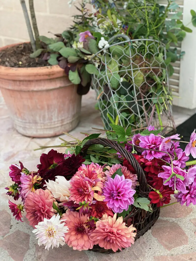 dahlias du jardin-03