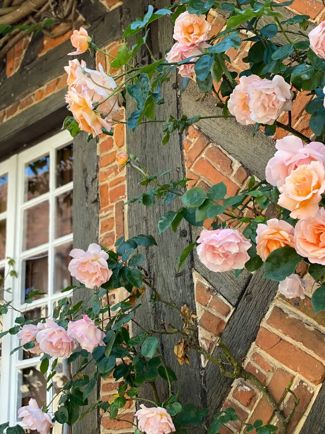 gerberoy france plus beau village-115