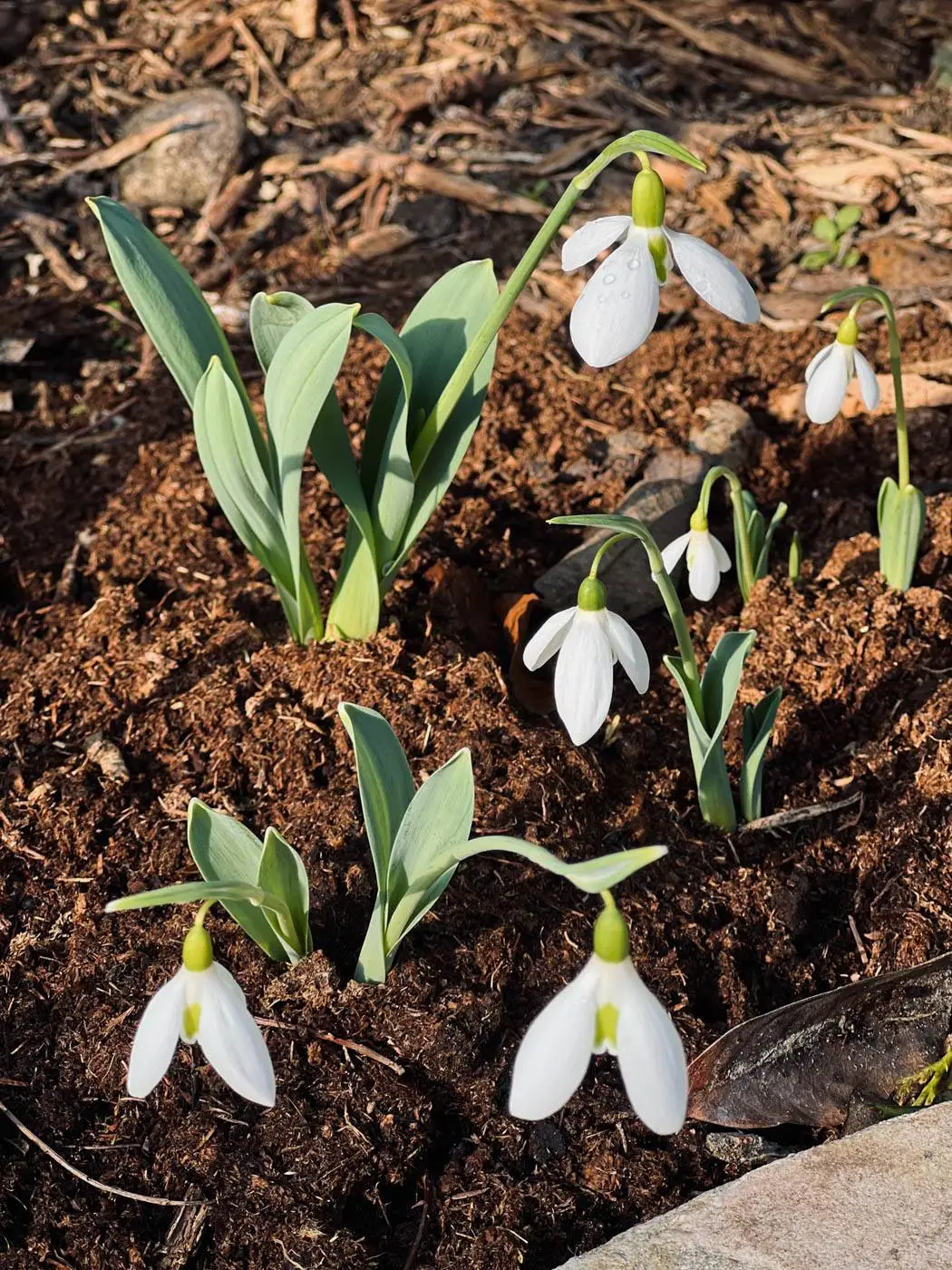 perce-neige au jardin
