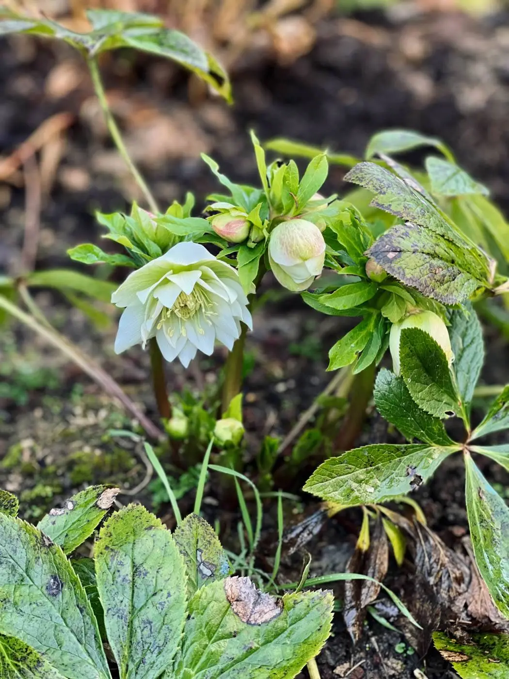belle hellébore blanche