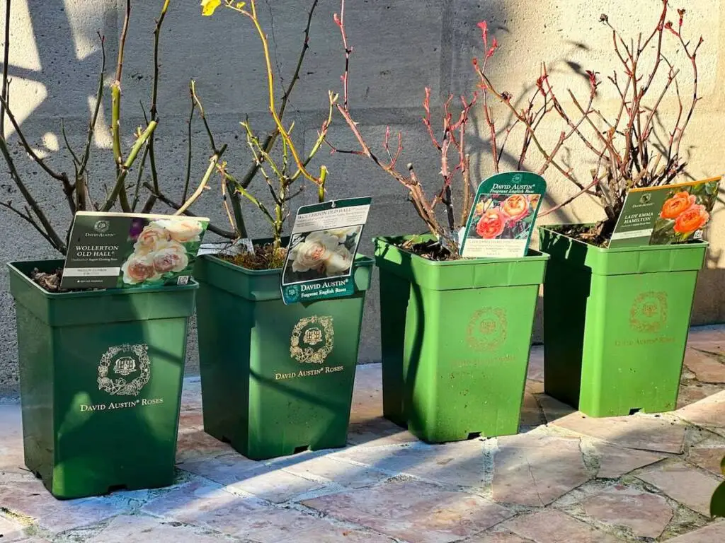 printemps au jardin-roses david Austen