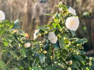 printemps au jardin-camélia blanc