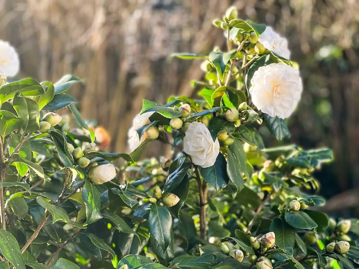 printemps au jardin-camélia blanc