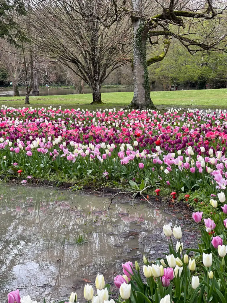 Chateau de Cheverny ruban de tulipes