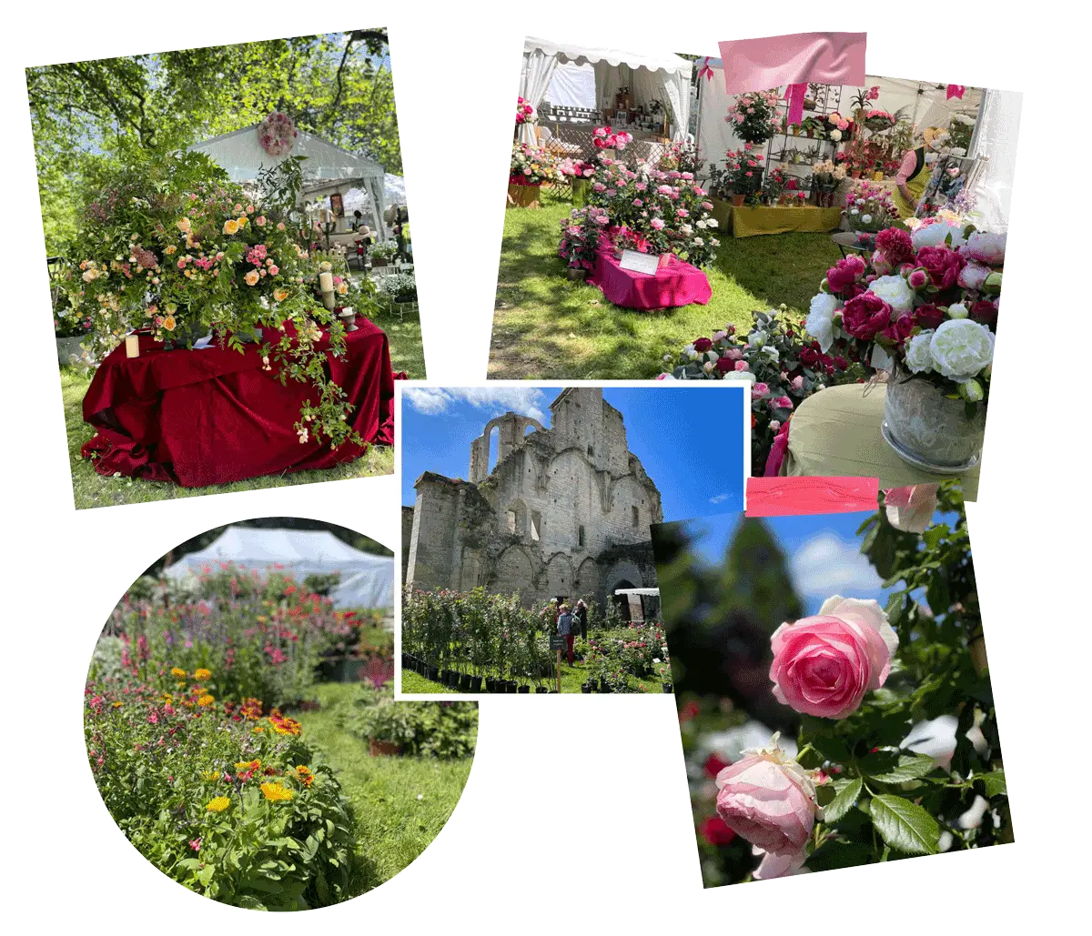 Journée de la Rose Chaalis