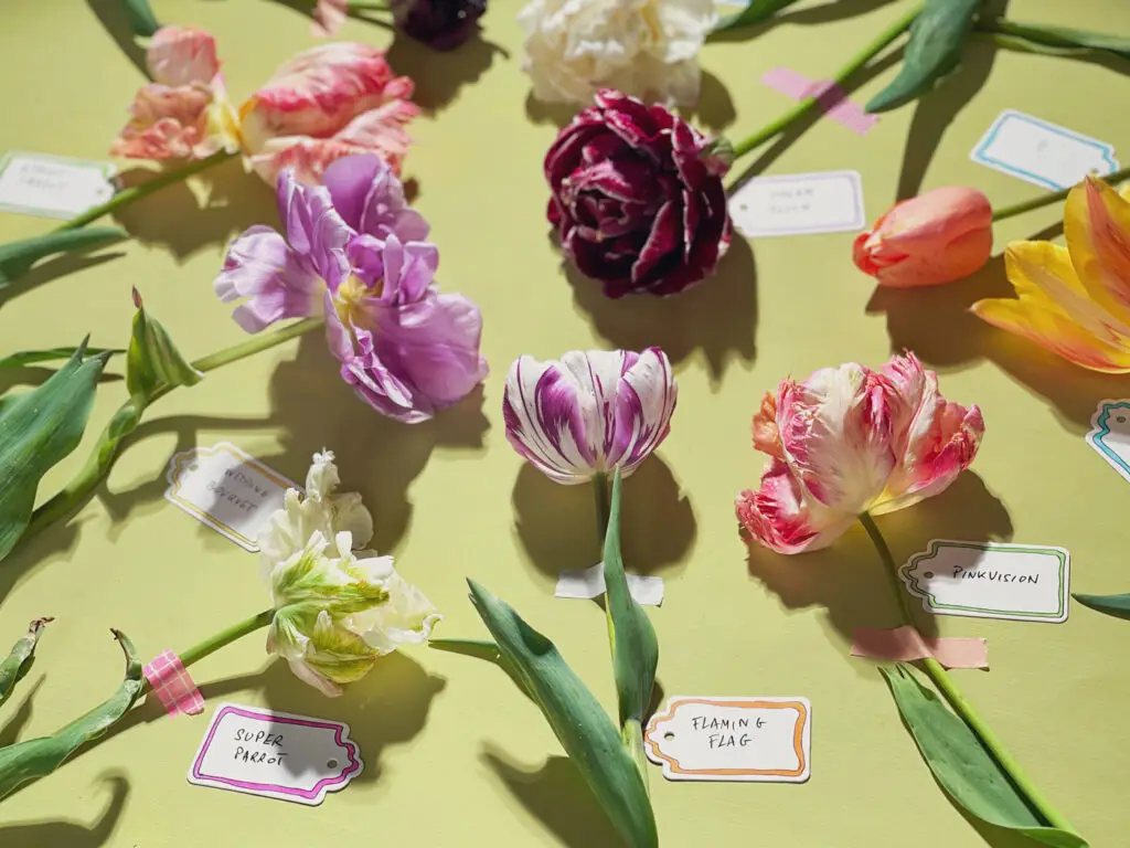 variétés tulipes flowers tulips bouquets-21