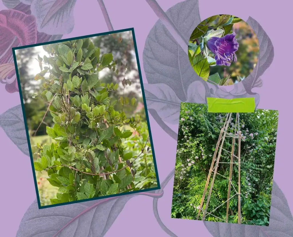 construire tipi plante grimpante cobee