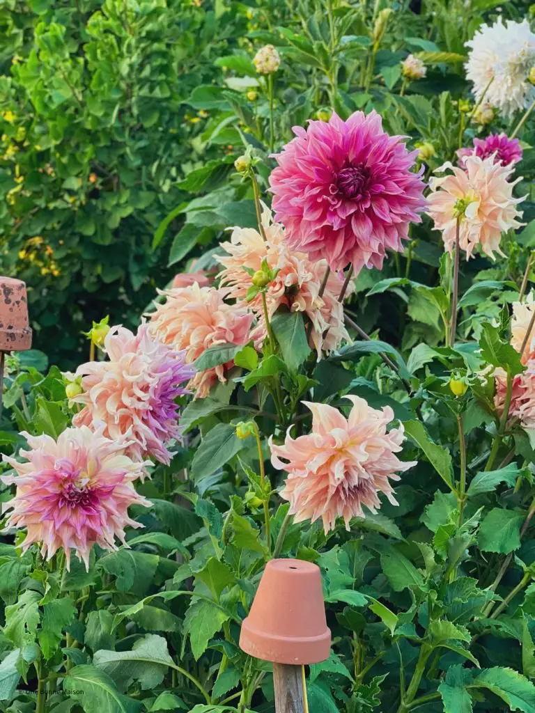 jardin dahlias French garden -1