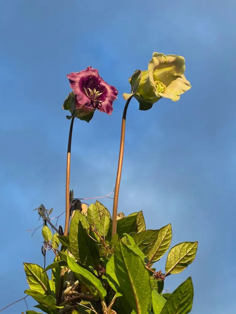 Construire un tipi plante Cobée grimpante-06