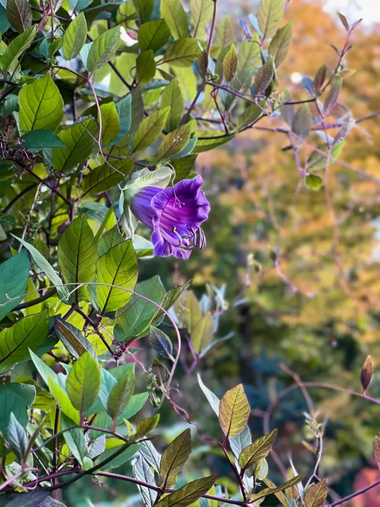 Construire un tipi plante Cobée grimpante-06