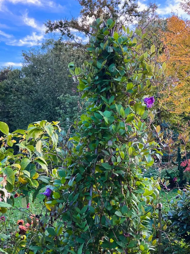 Construire un tipi plante Cobée grimpante-06