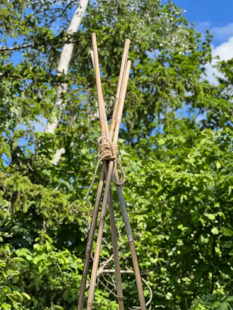 Construire un tipi plante Cobée grimpante-06