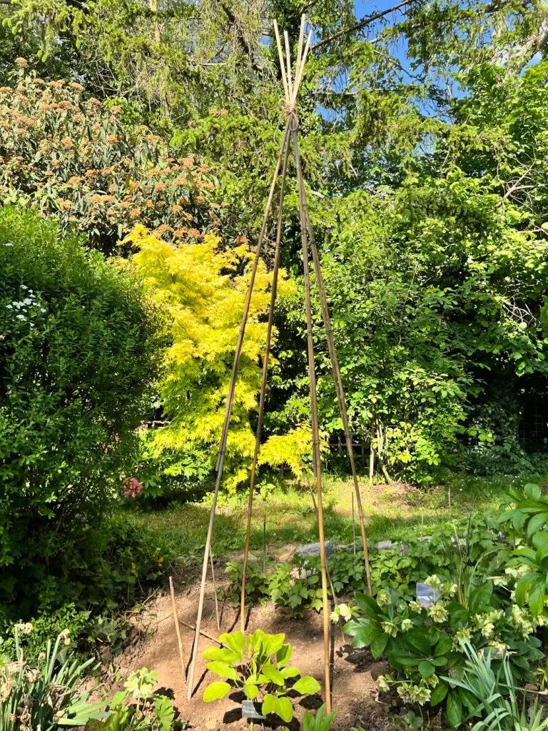 Construire un tipi plante Cobée grimpante-06