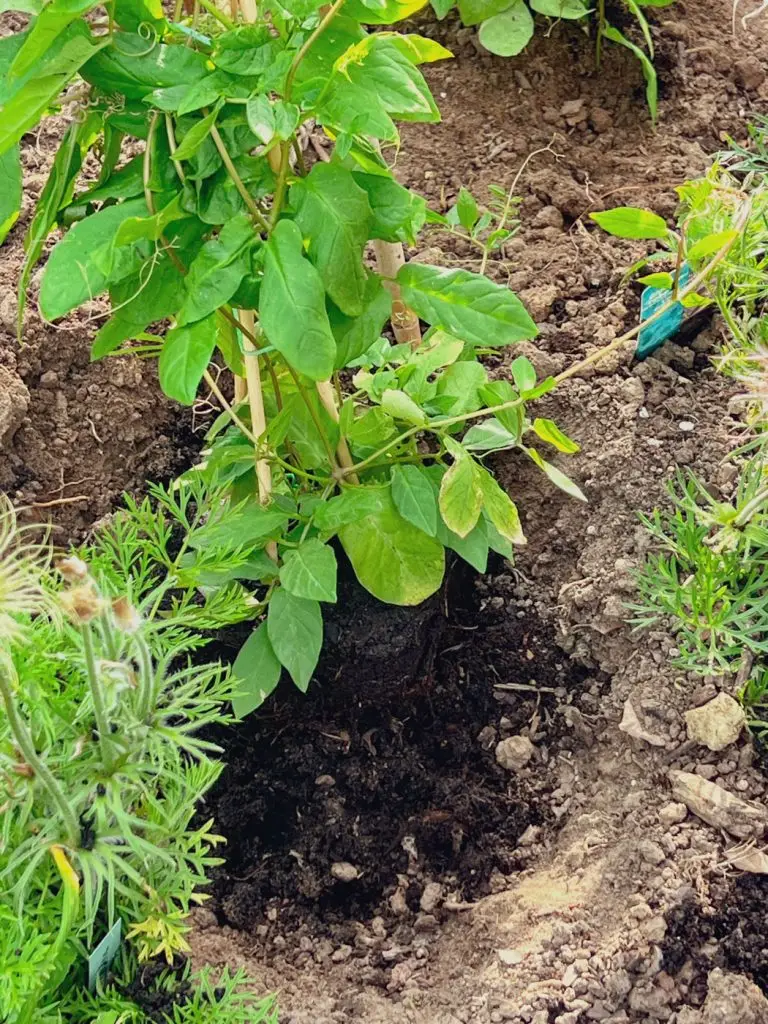 Construire un tipi plante Cobée grimpante-06