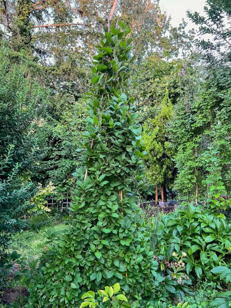 Construire un tipi plante Cobée grimpante-06