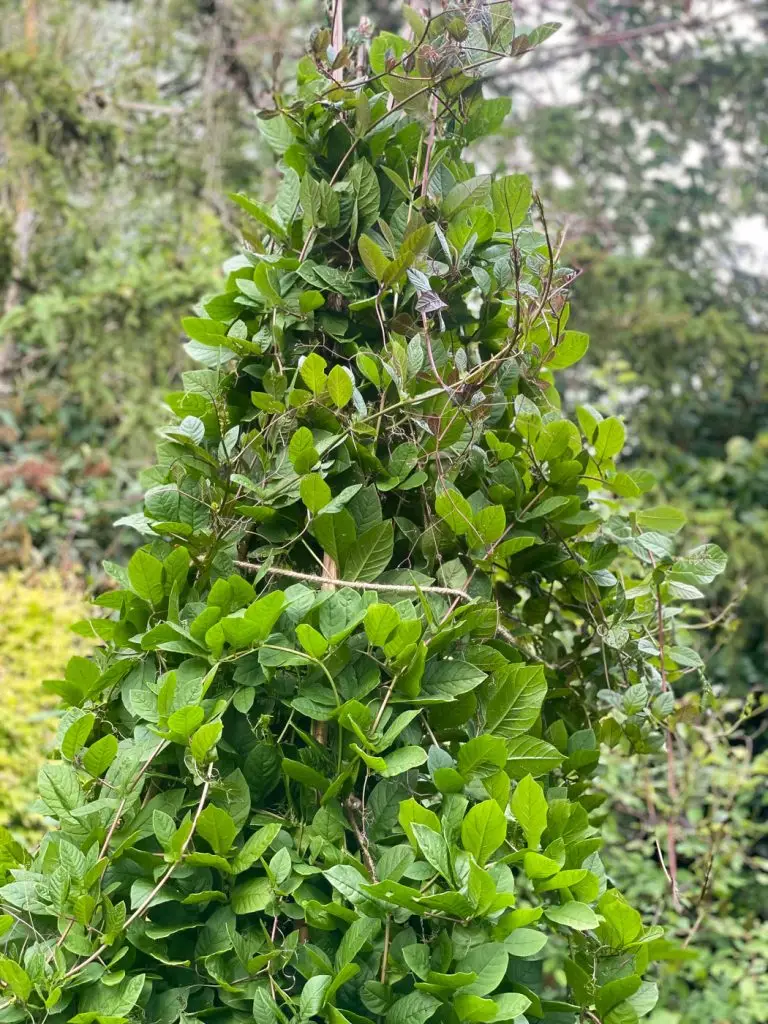 Construire un tipi plante Cobée grimpante-06