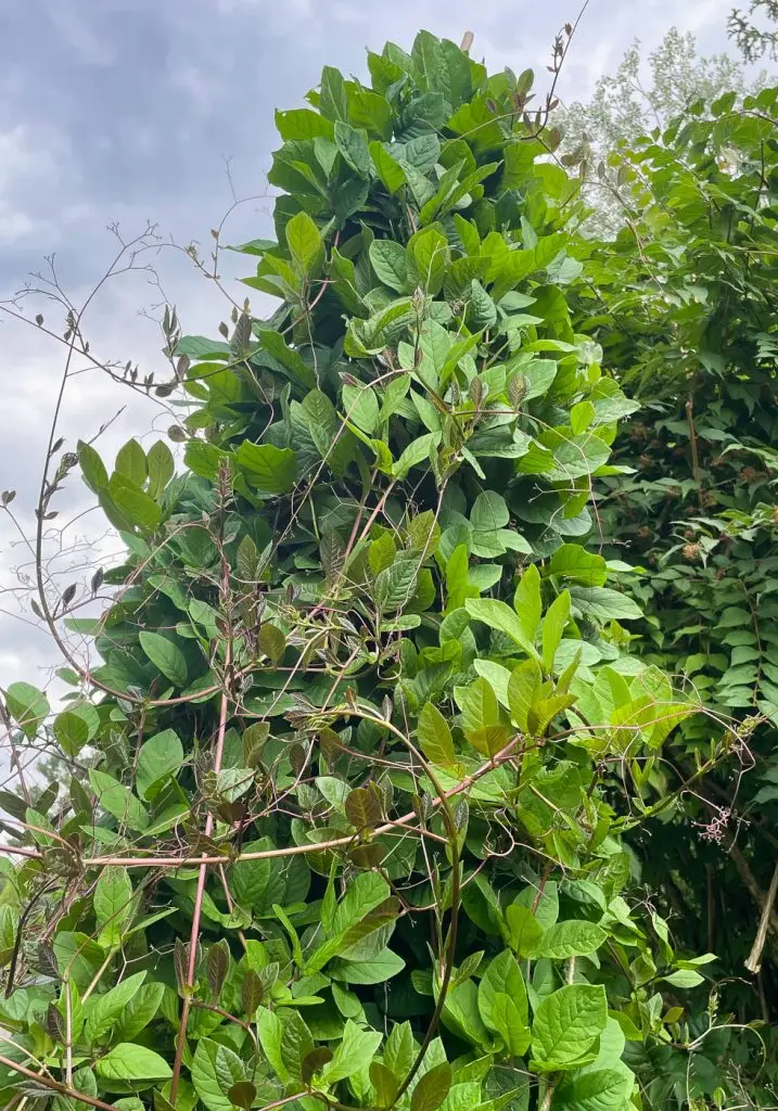 Construire un tipi plante Cobée grimpante-06