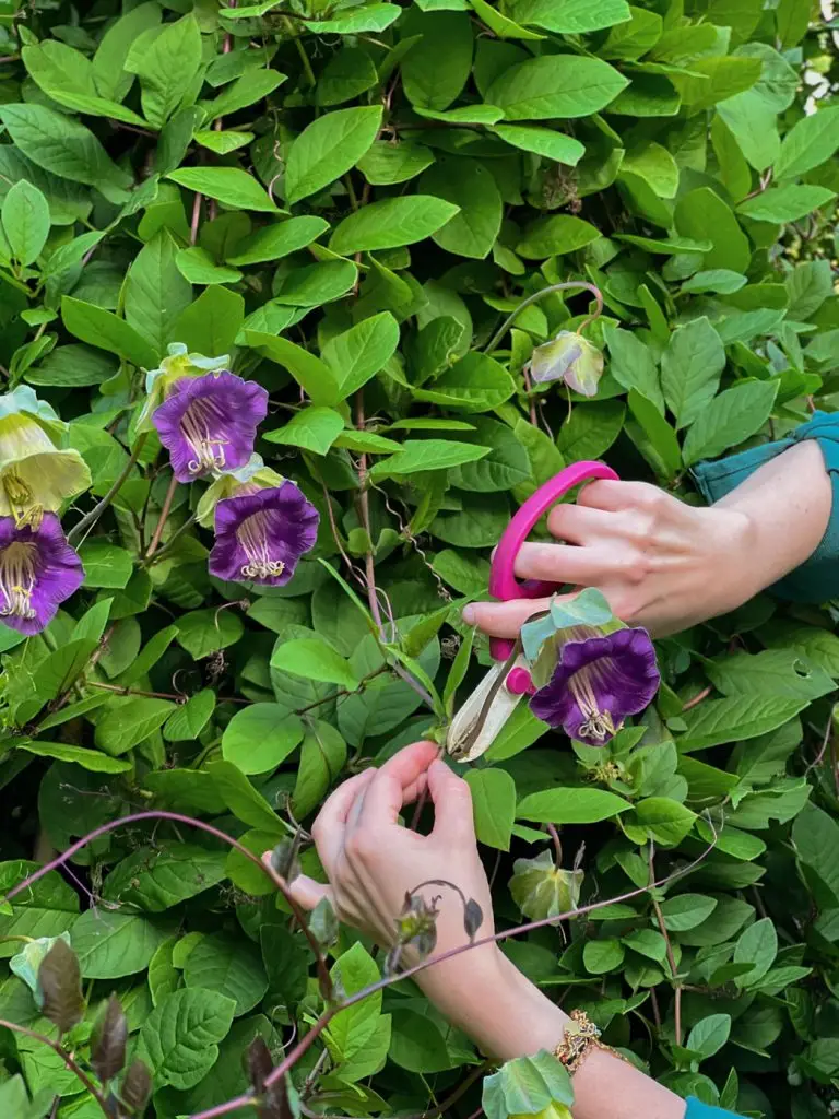 cobaea scandens bouquet cobée grimpante -04