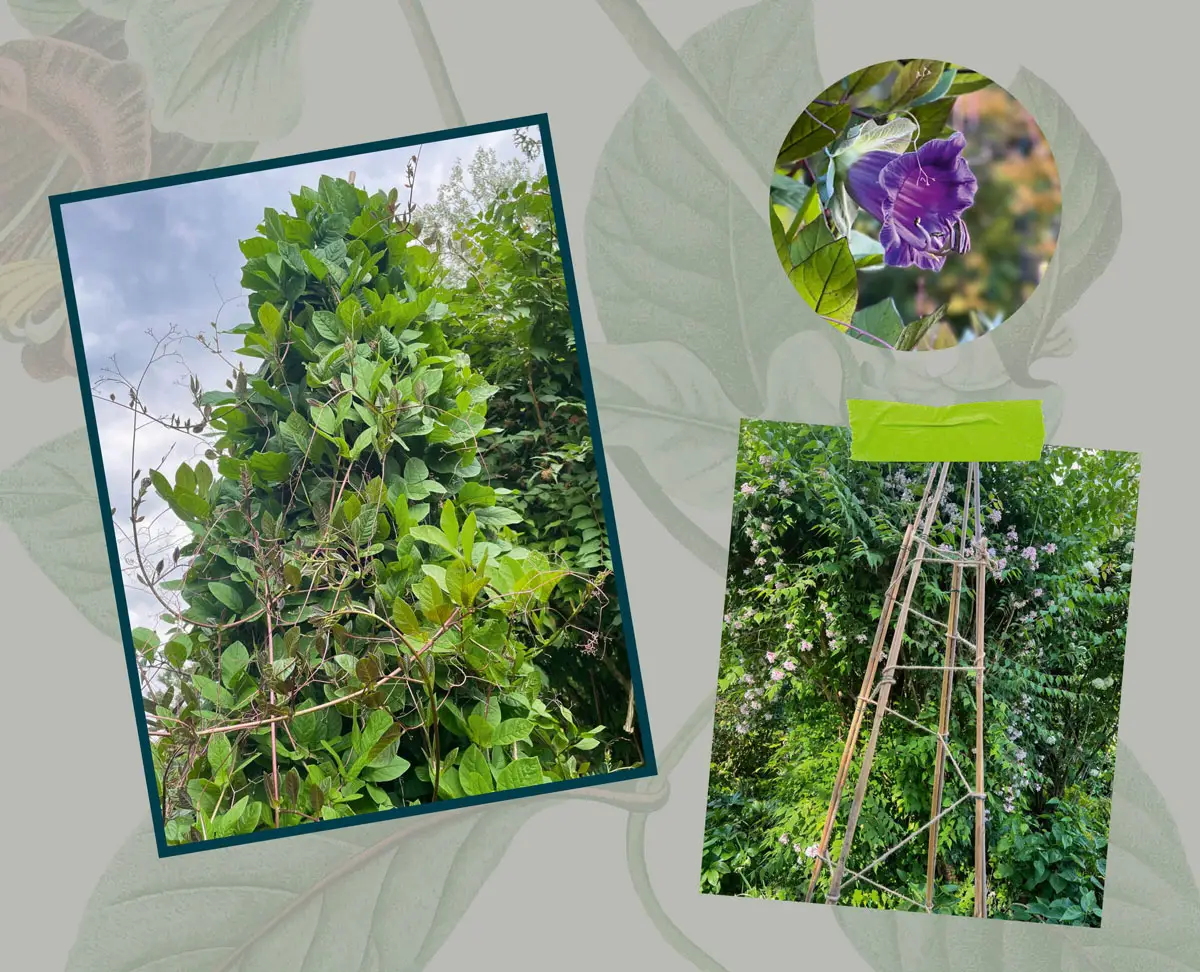 construire un tipi plante cotée grimpante