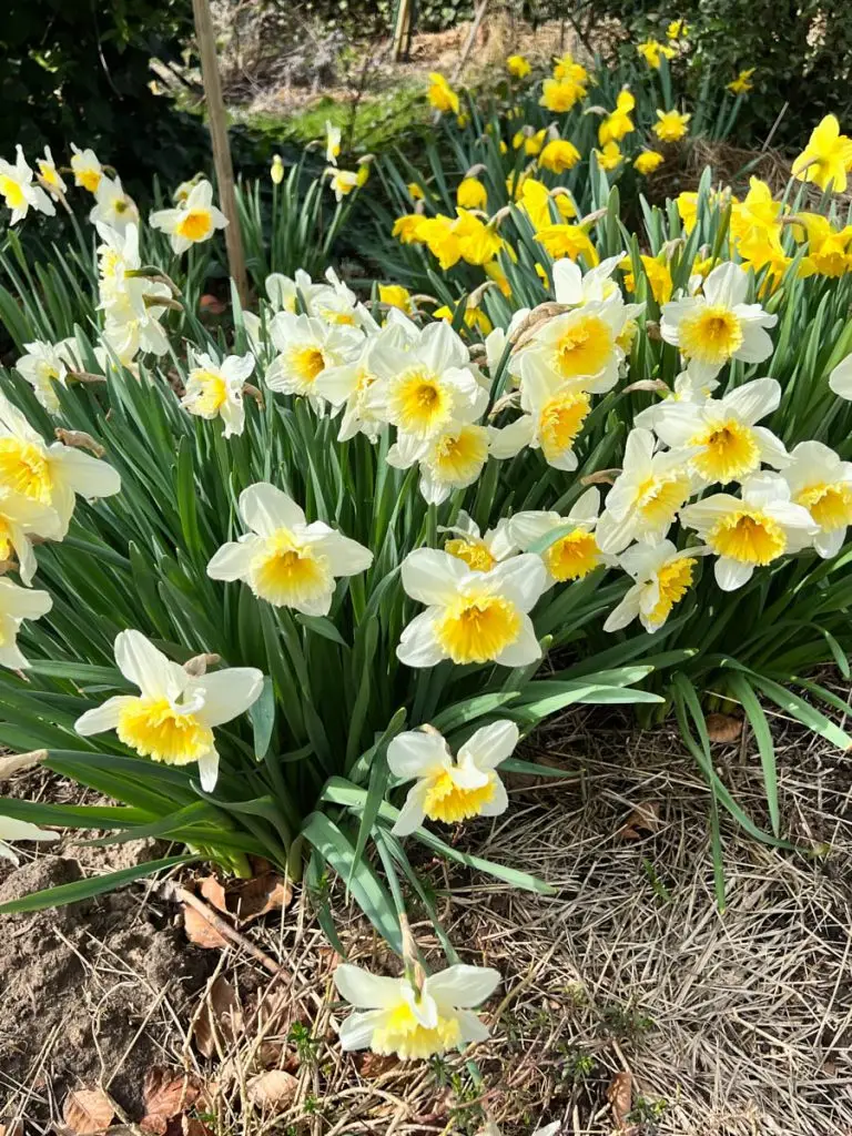 bouquet jonquilles daffodils-4