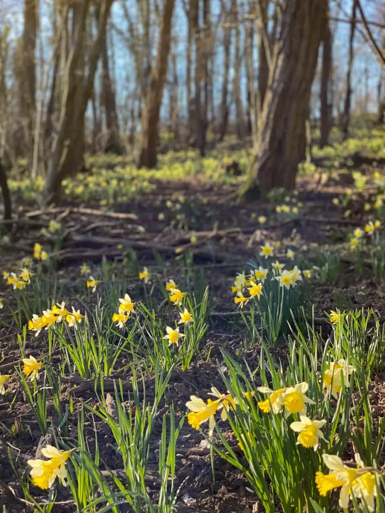 bouquet jonquilles daffodils