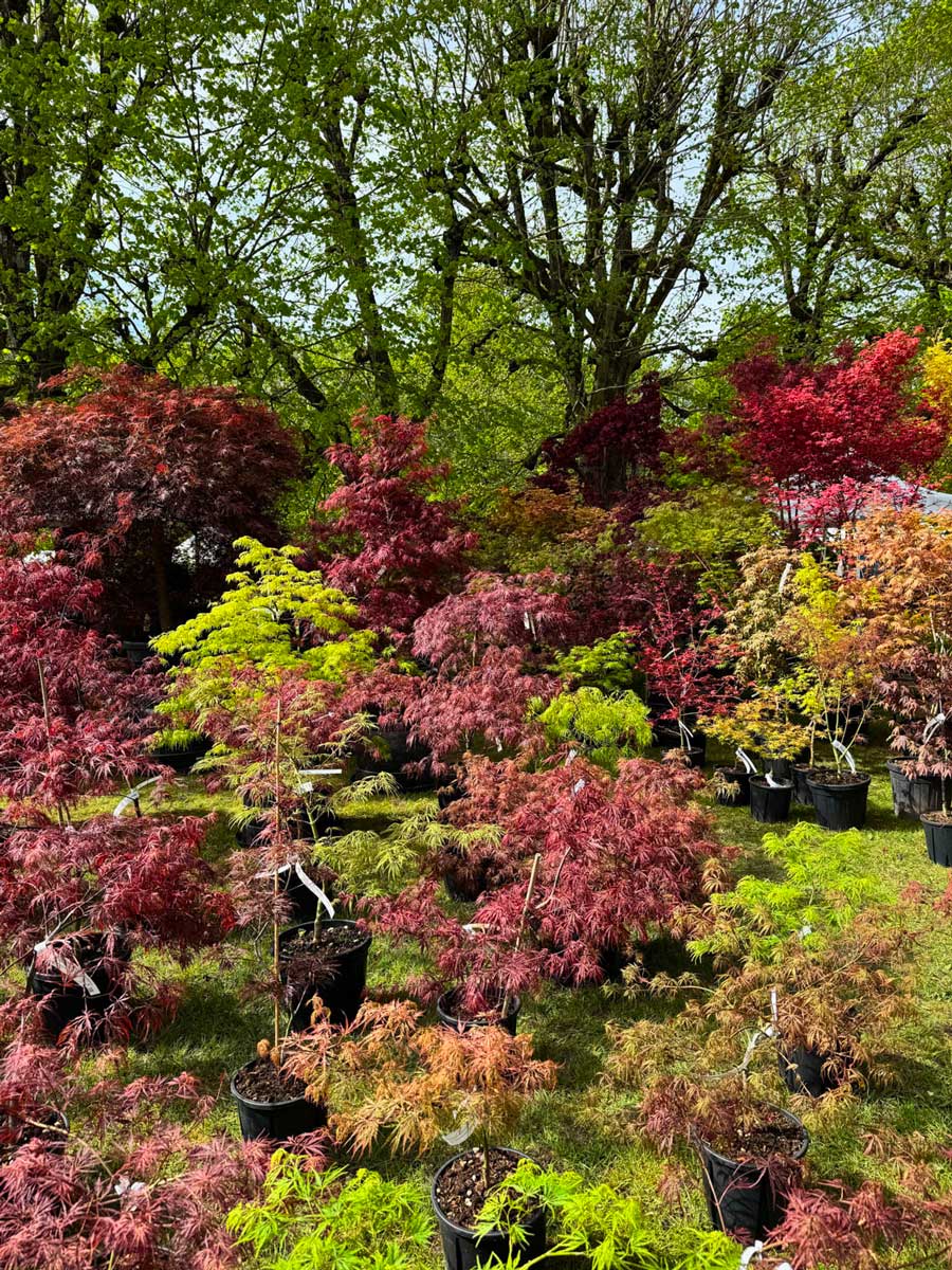 Fête des Plantes Saint-Jean-de-Beauregard plant show-5