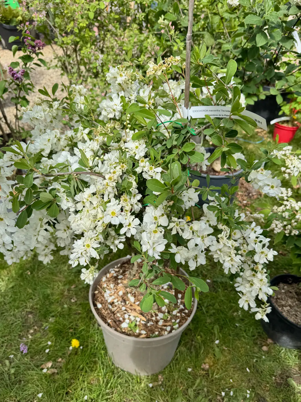 Fête des Plantes Saint Jean de Beauregard plant show-52