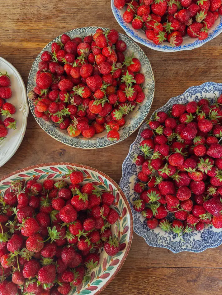 fraises ferme strawberries farm-6