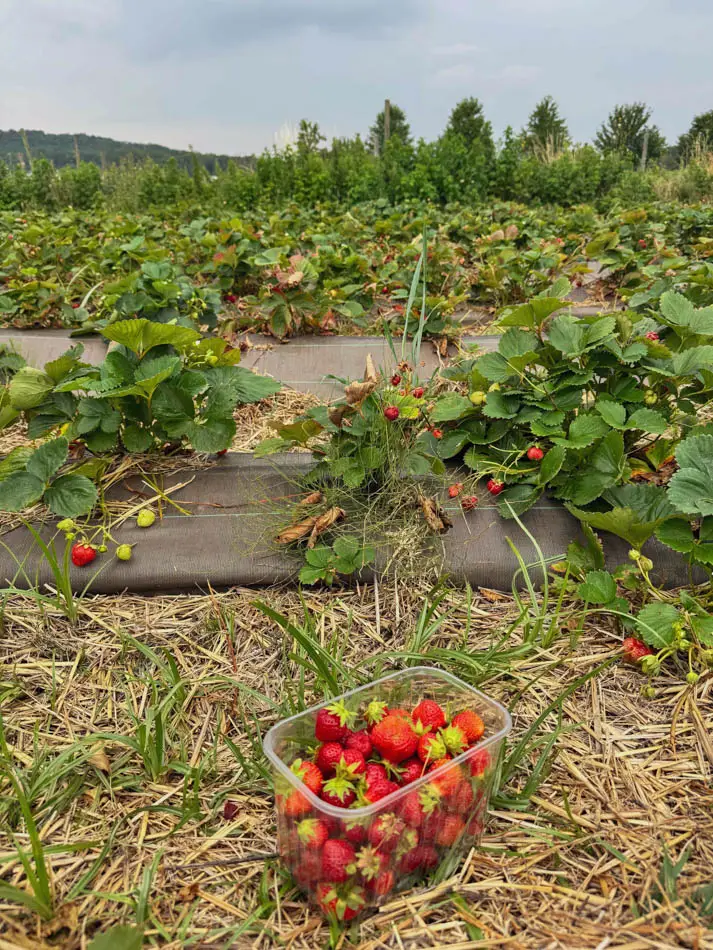 fraises ferme strawberries farm