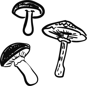 champignons