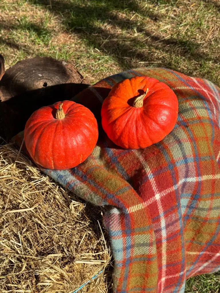 Une Bonne Maison - Profiter Automne - Fall Living-4